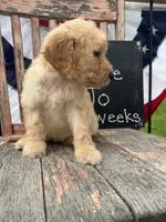 Ellie Jo, a female Goldendoodle for sale in Conway, MO – 3 of 9