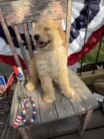 Levi , a male Goldendoodle for sale in Conway, MO – 5 of 10