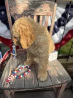 Levi , a male Goldendoodle for sale in Conway, MO – 7 of 10