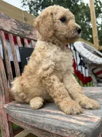 Ruby Fay, a female Goldendoodle for sale in Conway, MO – 6 of 7