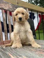 Ellie Jo, a female Goldendoodle for sale in Conway, MO – 4 of 9
