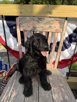 Tilly June , a female Goldendoodle for sale in Conway, MO – 4 of 10