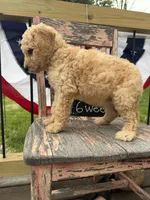 Ruby Fay, a female Goldendoodle for sale in Conway, MO – 7 of 7