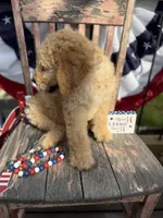 Levi , a male Goldendoodle for sale in Conway, MO – 8 of 10