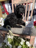 Birdie Mae, a female Goldendoodle for sale in Conway, MO – 1 of 4