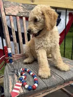 Henry , a male Goldendoodle for sale in Conway, MO – 2 of 9