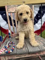 Henry , a male Goldendoodle for sale in Conway, MO – 3 of 9