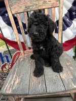 Leroy, a male Goldendoodle for sale in Conway, MO – 2 of 8