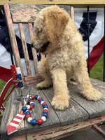Henry , a male Goldendoodle for sale in Conway, MO – 7 of 9