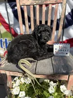 Birdie Mae, a female Goldendoodle for sale in Conway, MO – 2 of 4