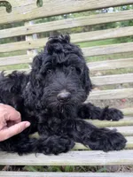 Birdie Mae, a female Goldendoodle for sale in Conway, MO – 3 of 8