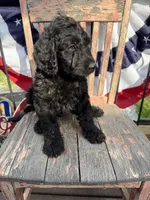 Tilly June , a female Goldendoodle for sale in Conway, MO – 8 of 10