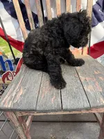Leroy, a male Goldendoodle for sale in Conway, MO – 3 of 8