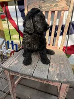 Tilly June , a female Goldendoodle for sale in Conway, MO – 10 of 10