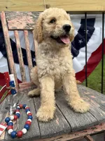 Henry , a male Goldendoodle for sale in Conway, MO – 8 of 9