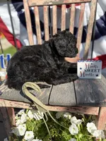 Birdie Mae, a female Goldendoodle for sale in Conway, MO – 3 of 4