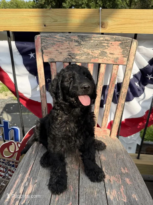 Tilly June  – Goldendoodle puppy for sale in Conway, MO