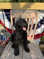 Tilly June , a female Goldendoodle for sale in Conway, MO – 1 of 10