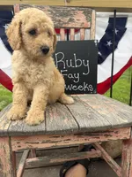 Ruby Fay, a female Goldendoodle for sale in Conway, MO – 4 of 7