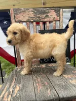 Ellie Jo, a female Goldendoodle for sale in Conway, MO – 6 of 9