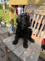 Tilly June , a female Goldendoodle for sale in Conway, MO – 7 of 10
