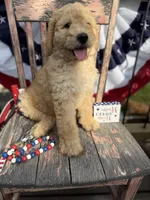 Levi , a male Goldendoodle for sale in Conway, MO – 3 of 10
