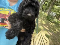 Birdie Mae, a female Goldendoodle for sale in Conway, MO – 4 of 8
