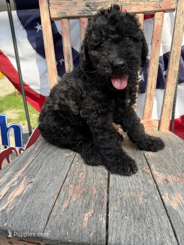Leroy – Goldendoodle puppy for sale in Conway, MO