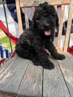 Leroy, a male Goldendoodle for sale in Conway, MO – 1 of 8