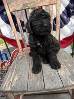 Leroy, a male Goldendoodle for sale in Conway, MO – 5 of 8