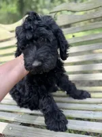 Birdie Mae, a female Goldendoodle for sale in Conway, MO – 2 of 8
