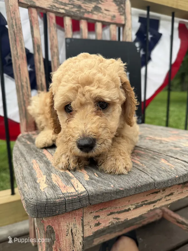 Ruby Fay – Goldendoodle puppy for sale in Conway, MO