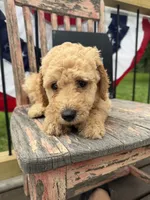 Ruby Fay, a female Goldendoodle for sale in Conway, MO – 1 of 7