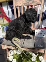 Birdie Mae, a female Goldendoodle for sale in Conway, MO – 4 of 4