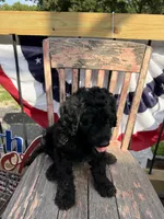Tilly June , a female Goldendoodle for sale in Conway, MO – 2 of 10