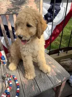 Levi , a male Goldendoodle for sale in Conway, MO – 10 of 10