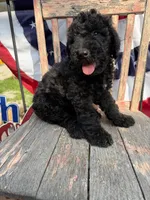 Leroy, a male Goldendoodle for sale in Conway, MO – 7 of 8