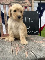 Ellie Jo, a female Goldendoodle for sale in Conway, MO – 8 of 9