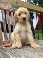 Ellie Jo, a female Goldendoodle for sale in Conway, MO – 9 of 9