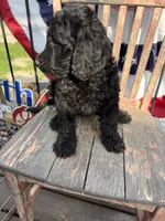 Tilly June , a female Goldendoodle for sale in Conway, MO – 9 of 10
