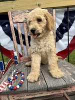 Henry , a male Goldendoodle for sale in Conway, MO – 4 of 9