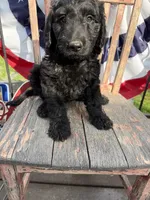 Tilly June , a female Goldendoodle for sale in Conway, MO – 6 of 10