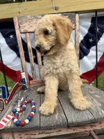 Henry , a male Goldendoodle for sale in Conway, MO – 6 of 9