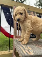 Ruby Fay, a female Goldendoodle for sale in Conway, MO – 2 of 7