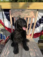 Tilly June , a female Goldendoodle for sale in Conway, MO – 3 of 10
