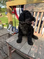 Tilly June , a female Goldendoodle for sale in Conway, MO – 5 of 10