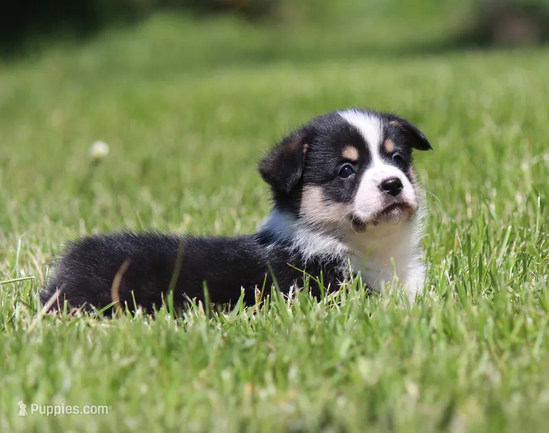 Thor – Pembroke Welsh Corgi puppy for sale in Fort Madison, IA