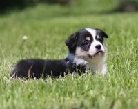 Thor, a male Pembroke Welsh Corgi for sale in Fort Madison, IA – 1 of 6