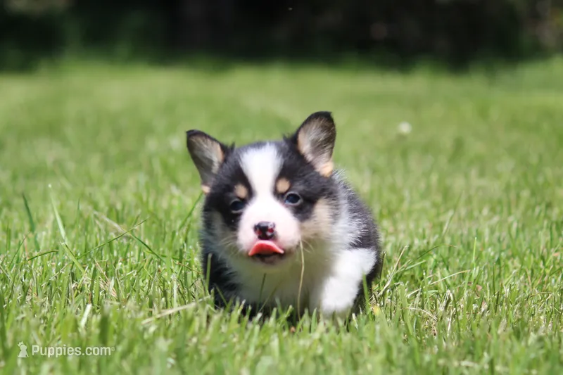 Theo – Pembroke Welsh Corgi puppy for sale in Fort Madison, IA