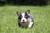Theo, a male Pembroke Welsh Corgi for sale in Fort Madison, IA – 1 of 5